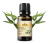 Ефірна олія  Евкаліпта 10 мл, Саттва Аюрведа; Essential Oil Eucalyptus 10 ml, Sattva Ayurveda